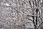 傲雪