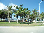沿海公路的椰树