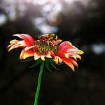 采花者 花卉