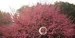初春梅花
