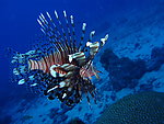 海底生物