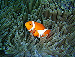海底生物