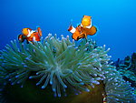 海底生物