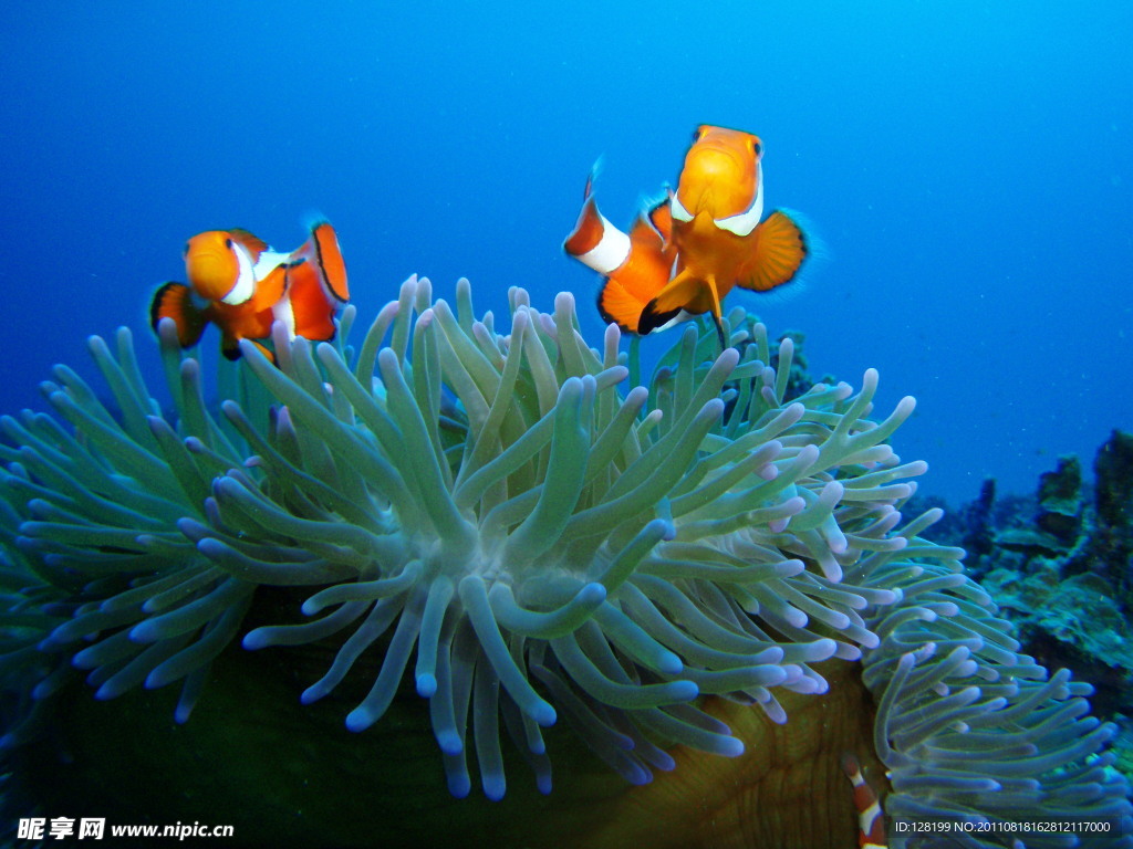 海底生物