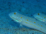 海底生物