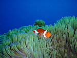 海底生物