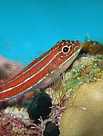 海底生物