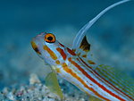 海底生物