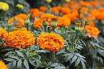 菊花 黄菊