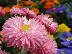 菊花 红菊