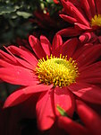 菊花 红菊