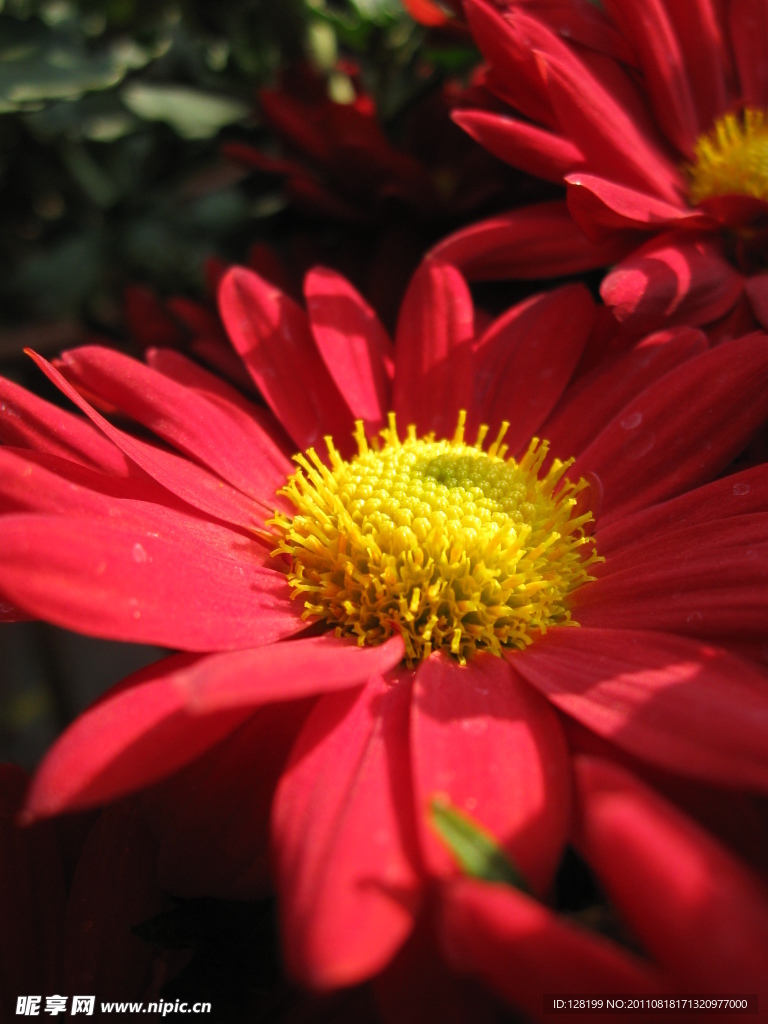 菊花 红菊