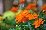 菊花 黄菊