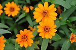 菊花 黄菊