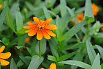 菊花 黄菊