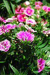 石竹花