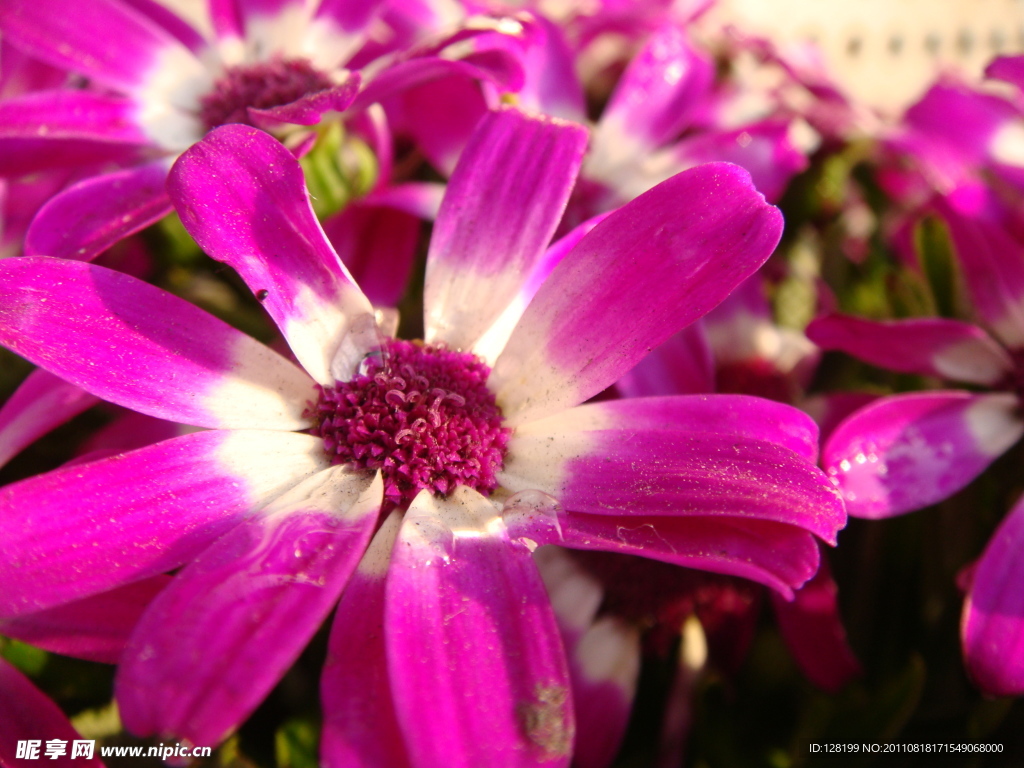 菊花 红菊