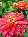 百日红 红菊