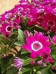 菊花 红菊