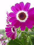 红菊
