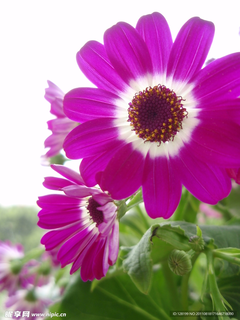 红菊