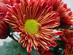 菊花 红菊