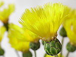 黄菊