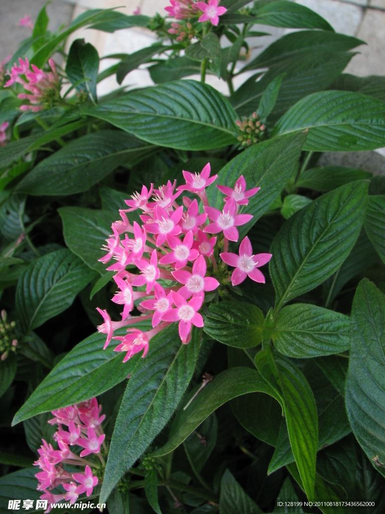 繁星花