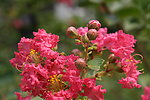 紫薇花