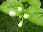 茉莉花