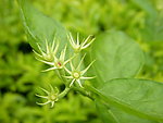 茉莉花
