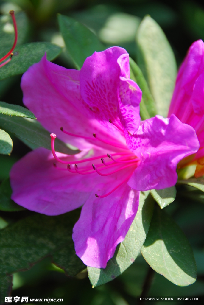 杜鹃花