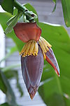 芭蕉花