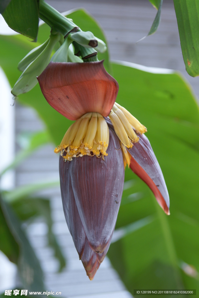 芭蕉花