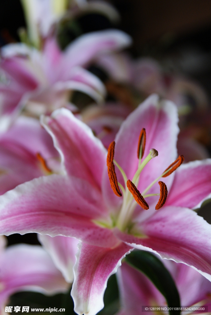 百合花