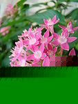繁星花