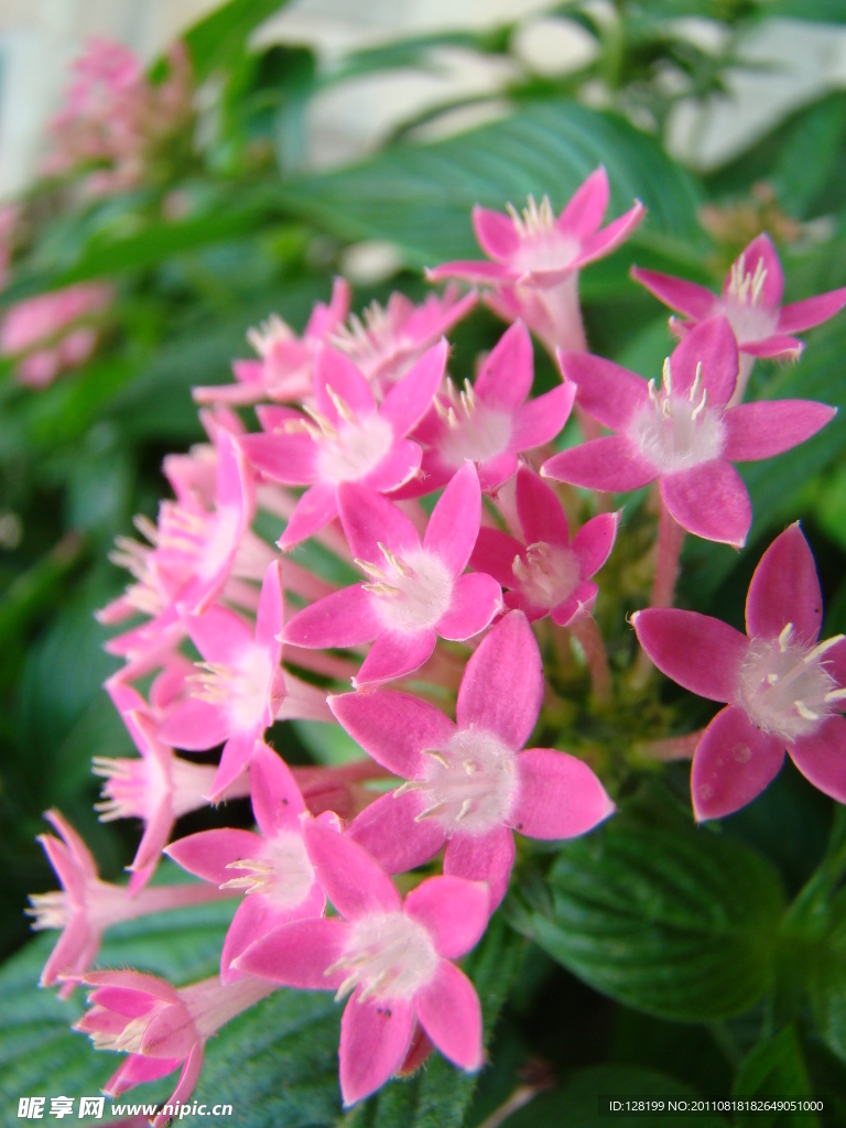 繁星花