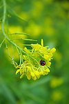油菜花