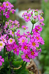 红花