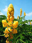 蜡烛花
