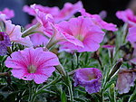 矮牵牛花