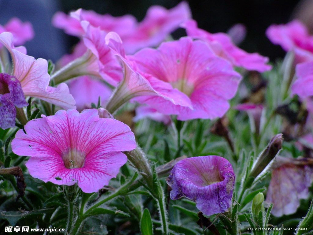 矮牵牛花