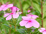 长春花