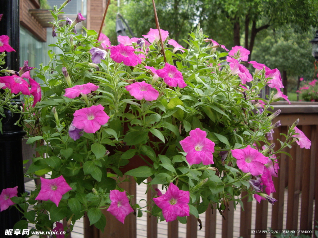 矮牵牛花