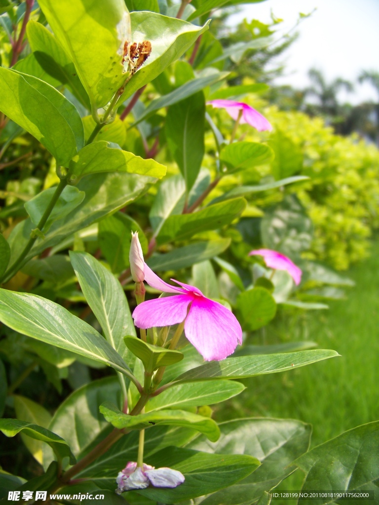 长春花