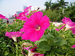 矮牵牛花