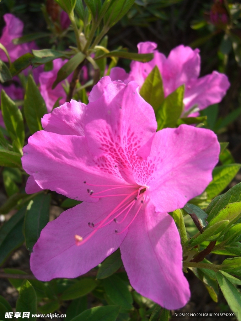 杜鹃花