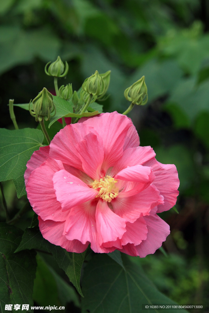 木芙蓉