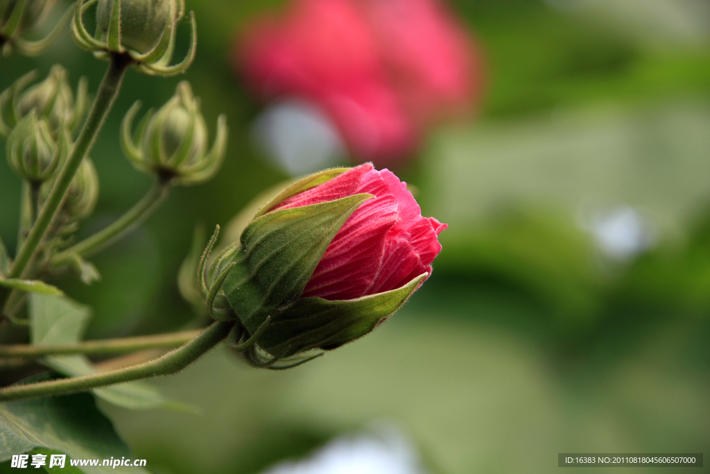 木芙蓉