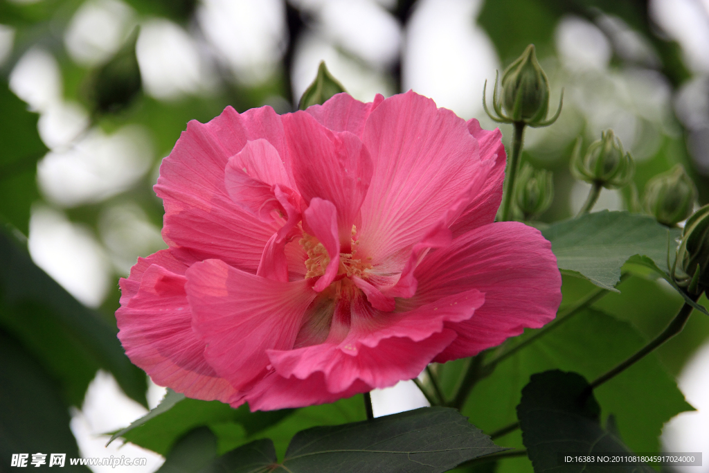 木芙蓉